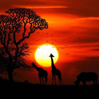 Savannah sunset wallpaper