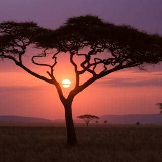 Savannah sunset wallpaper