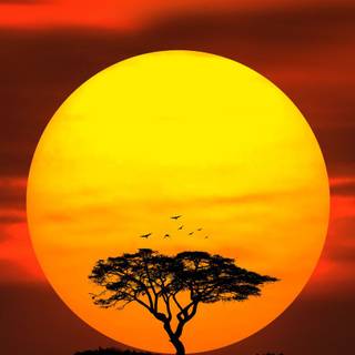 Savannah sunset wallpaper