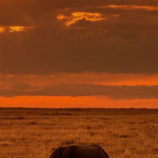 Savannah sunset wallpaper