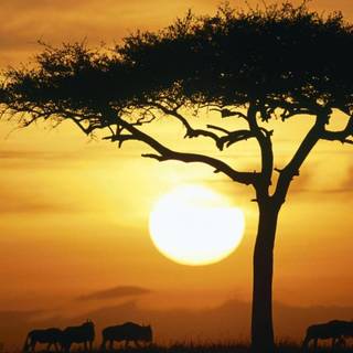 Savannah sunset wallpaper