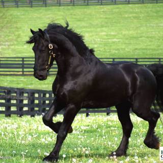 Summer horse wallpaper