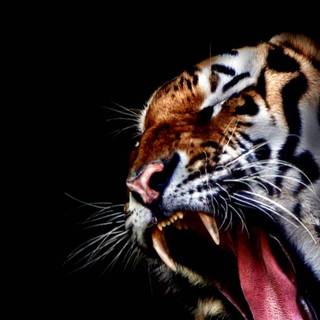 Amoled tiger wallpaper