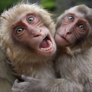 Ugly animals wallpaper