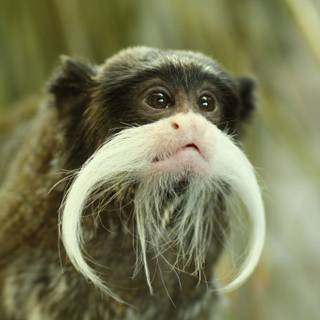 Ugly animals wallpaper