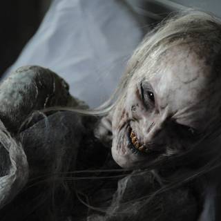 Ugly animals wallpaper