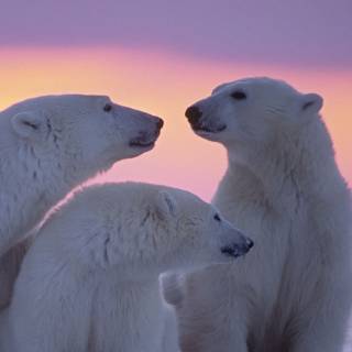 Polar bear family wallpaper