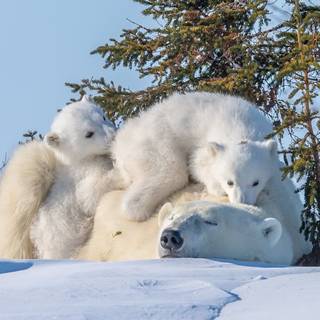 Polar bear family wallpaper