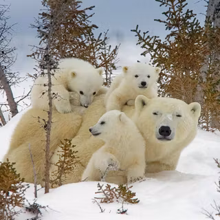 Polar bear family wallpaper
