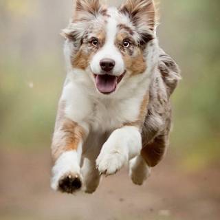 Australian Shepherd HD wallpaper