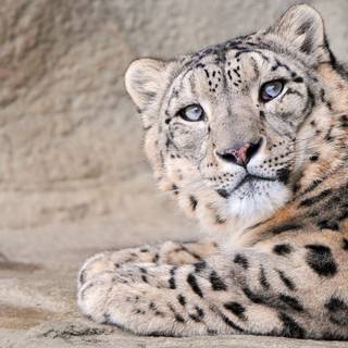 Snow leopard HD wallpaper