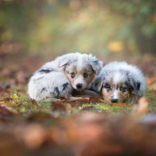 Australian Shepherd HD wallpaper