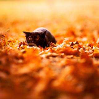 Autumn aesthetic desktop wallpaper