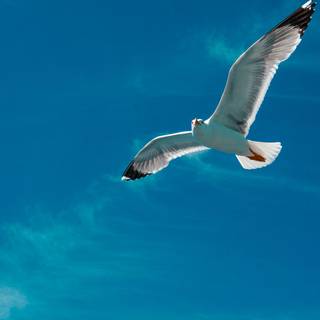 Animal fly 4k HD wallpaper