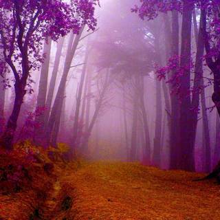 Autumn voilet wallpaper