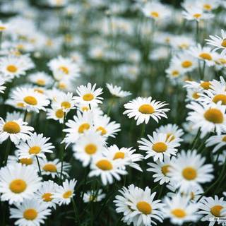 Daises wallpaper