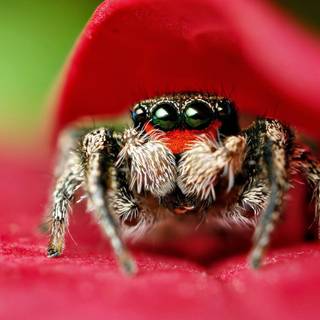 Animal spider HD wallpaper
