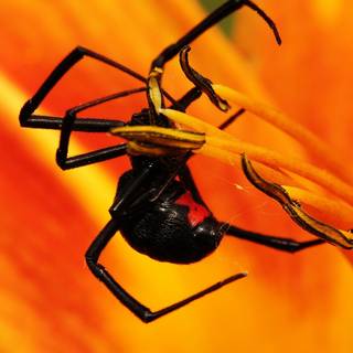 Animal spider HD wallpaper