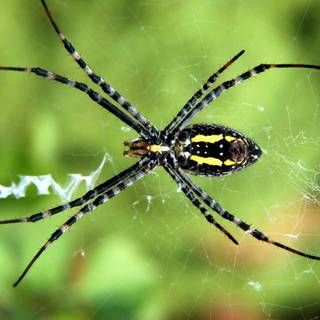 Animal spider HD wallpaper