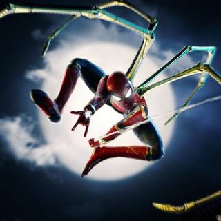 Animal spider HD wallpaper