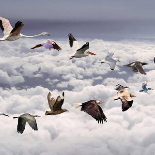 Flock of birds wallpaper