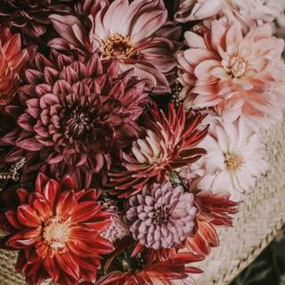 Dahlias wallpaper