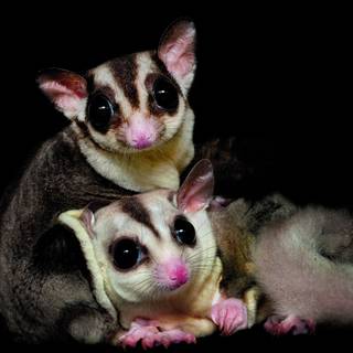 Sugar gliders wallpaper