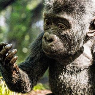 The One and Only Ivan wallpaper