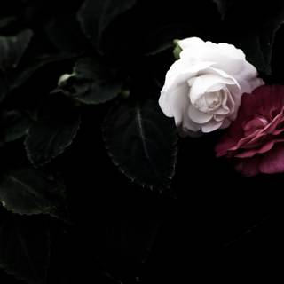 Dead rose wallpaper