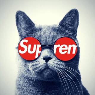 Supreme cat wallpaper