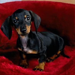 Wiener dog black wallpaper