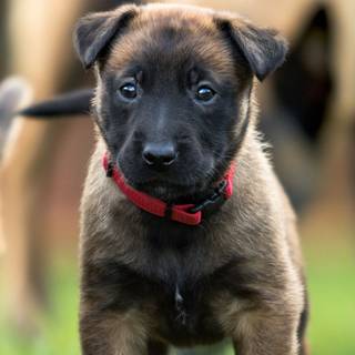 Aesthetic dog wallpaper