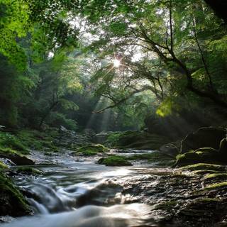 River in the forest wallpaper