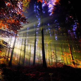 Forest sunset wallpaper