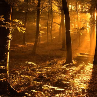 Forest sunset wallpaper