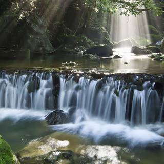 River in the forest wallpaper