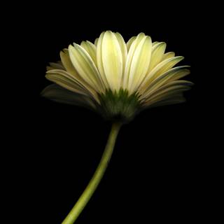 Dark yellow Android wallpaper