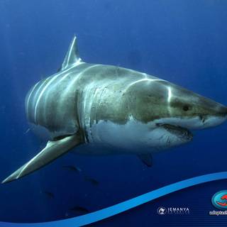 Shark memes wallpaper