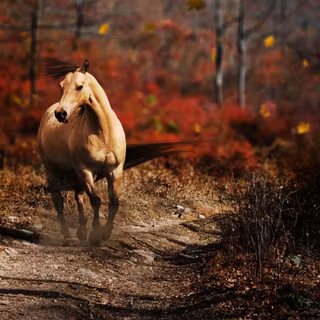 Autumn tree horse wallpaper