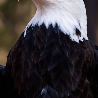 Bald Eagle HD wallpaper