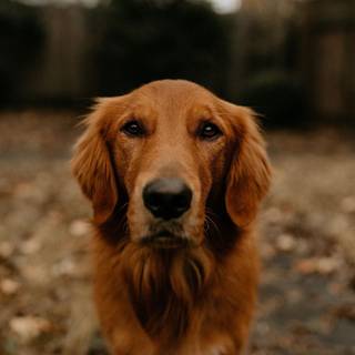 Pack of dogs wallpaper