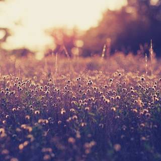 Aesthetic purple Macbook wallpaper