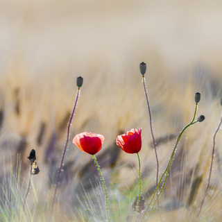 Best beautiful natural Jio phone wallpaper