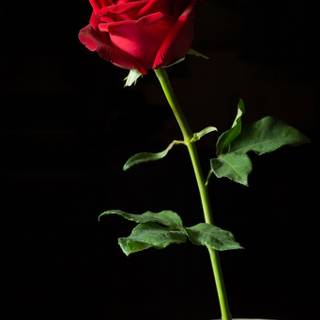 Single rose in darkness wallpaper