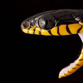 Desktop snake wallpaper