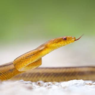 Desktop snake wallpaper