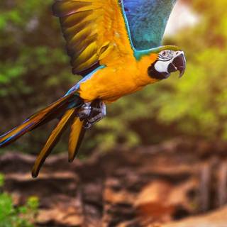 Parrot mobile wallpaper