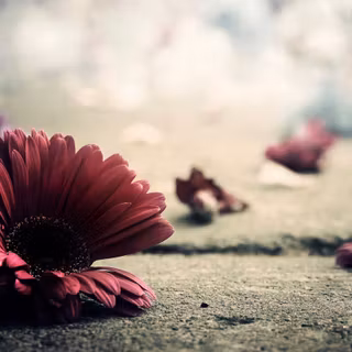 Vintage Daisy desktop wallpaper