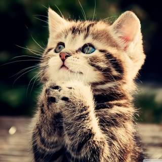 Kitty cats wallpaper