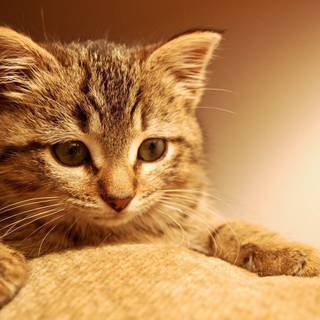 Kitty cats wallpaper